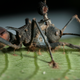 A dead spiny ant with fungal spores erupting out of its head. (Image: David Hughes/Penn State University)